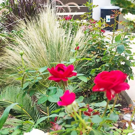 Pavlina イキソス